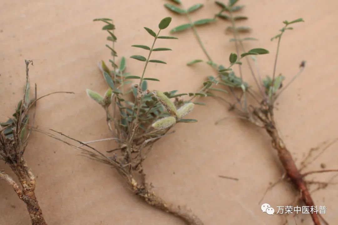 植物幼苗的发展过程详细,植物的幼苗在生长过程中