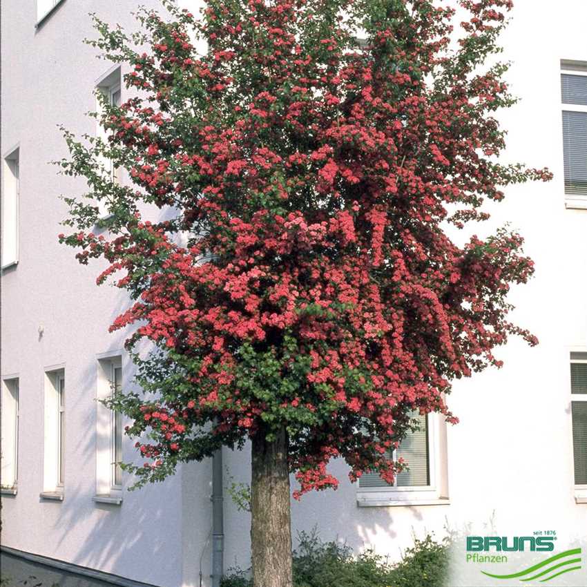 英国新品种：观花、赏果之王——英格兰山楂