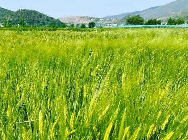 云南六一儿童节旅游攻略,云南适合小朋友旅游的地方