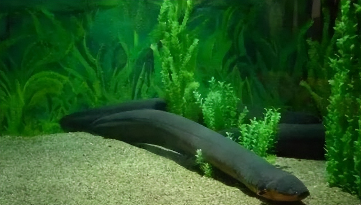 鳄鱼袭击电鳗打法视频,鳄鱼被电鳗电死