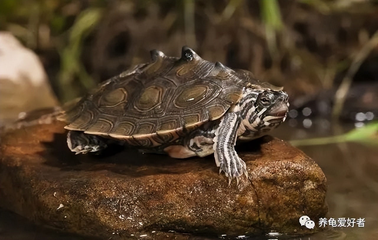 野生乌龟和家养龟有什么区别,野生龟和饲养龟的区别