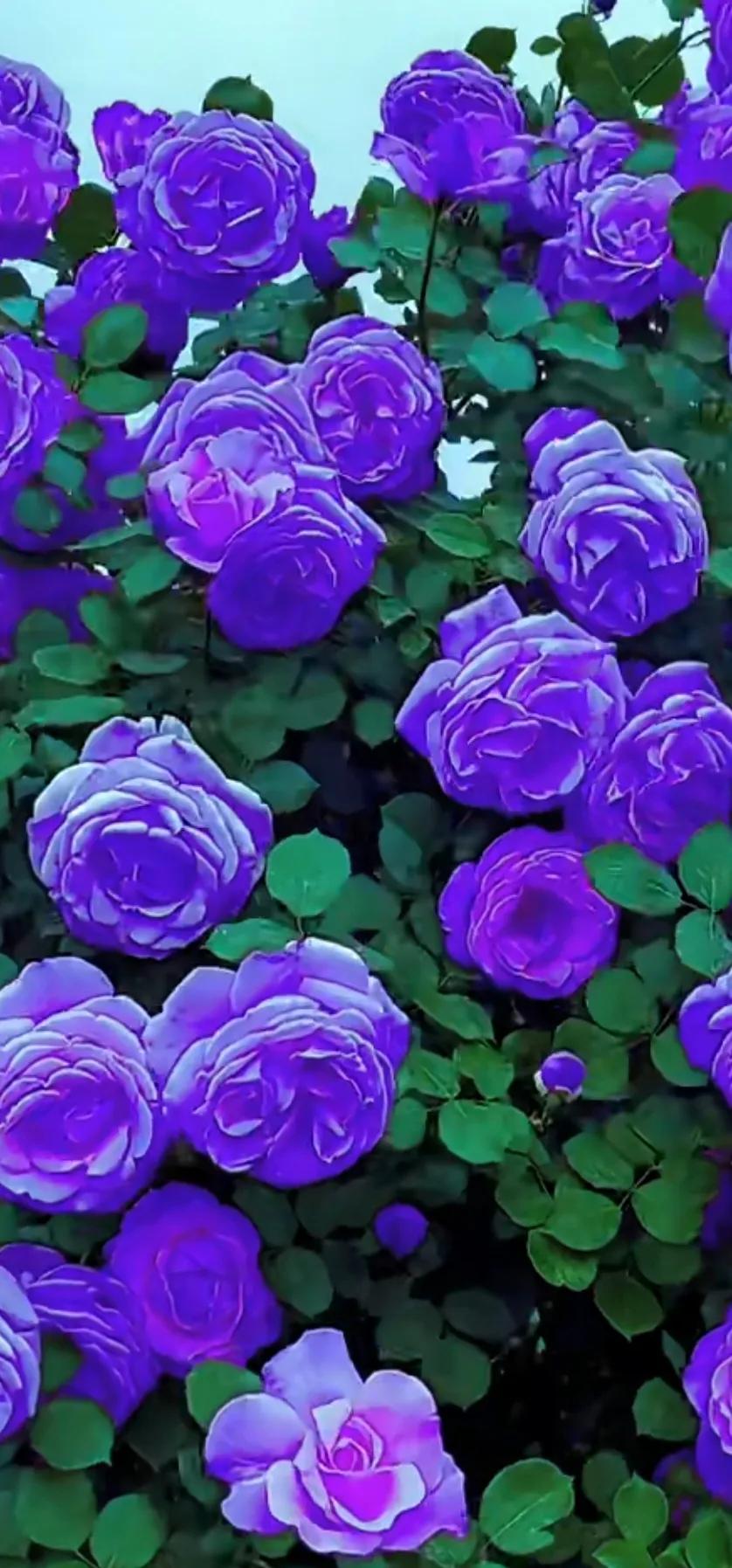 美到极致的月季花图片,仙气十足的月季花图片