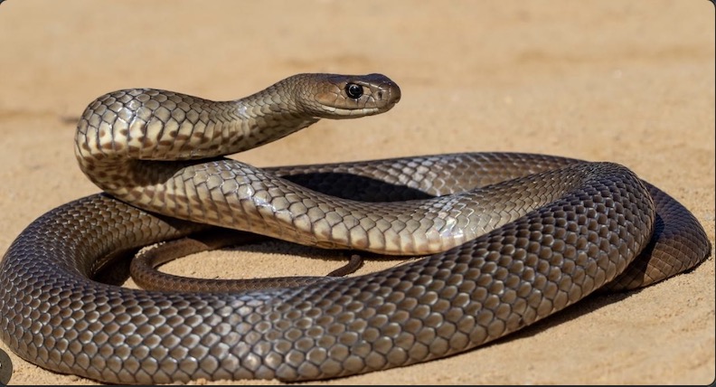 澳洲妇女被蛇咬,澳洲毒性最强的两种蛇