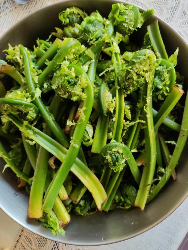 东北山野菜广东菜图片,东北的山野菜广东菜怎么吃