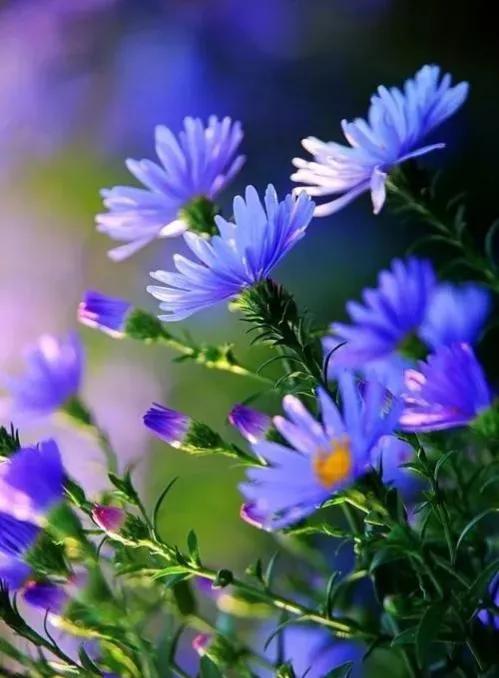 人间最美三月天春花烂漫展笑颜,人间最美四月天一花一草一世界