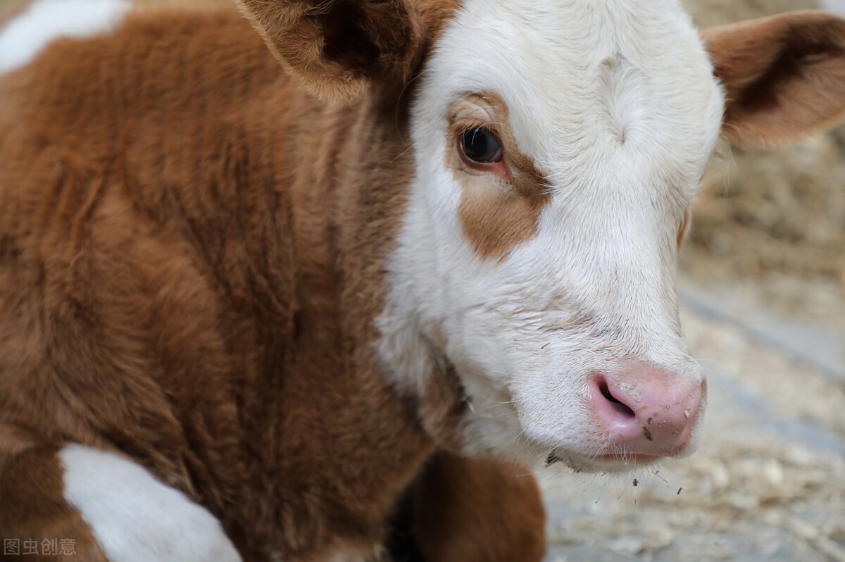 西门塔尔牛价格多少钱一斤,今日西门塔尔牛价格涨跌表