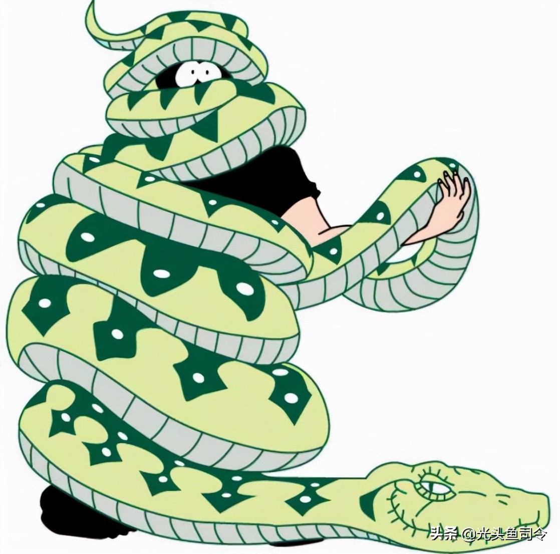 缅甸蟒可以长多长,缅甸蟒平均体长在7米左右