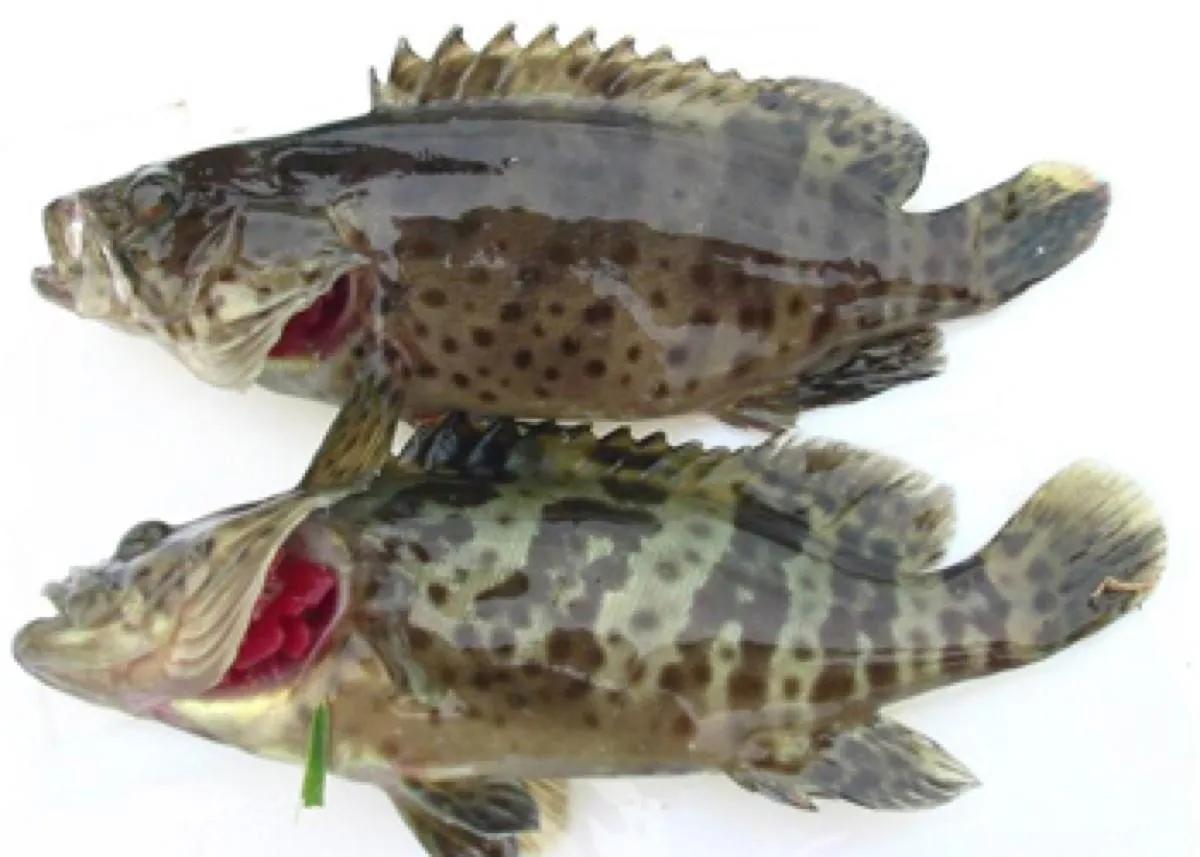 100种常见海鱼大全,常吃的海鱼图片及介绍