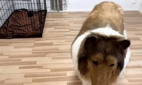 日本男子花10万扮成狗视频,日本男子花200万元扮狗