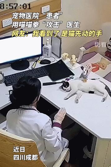 公猫出去一天一夜了都没回家,公猫出去三天没回来了