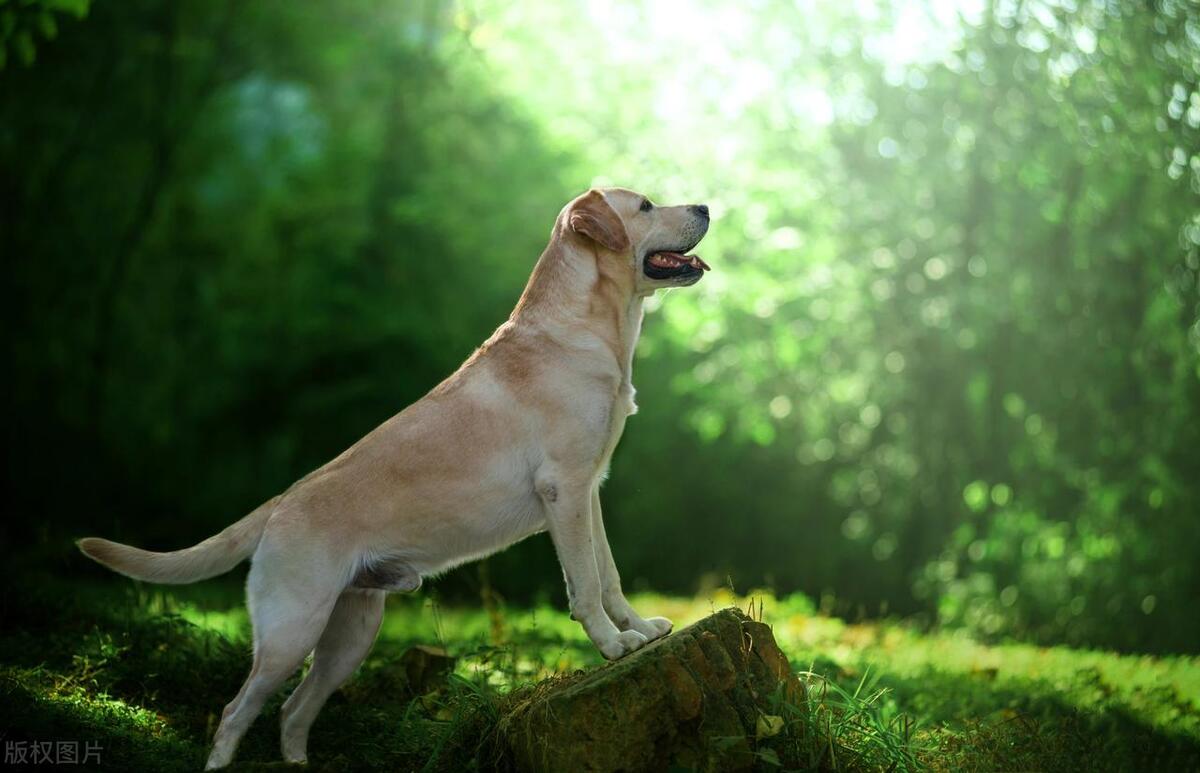 狗狗鱼骨头卡住症状,狗狗骨头卡住好几天没吃东西