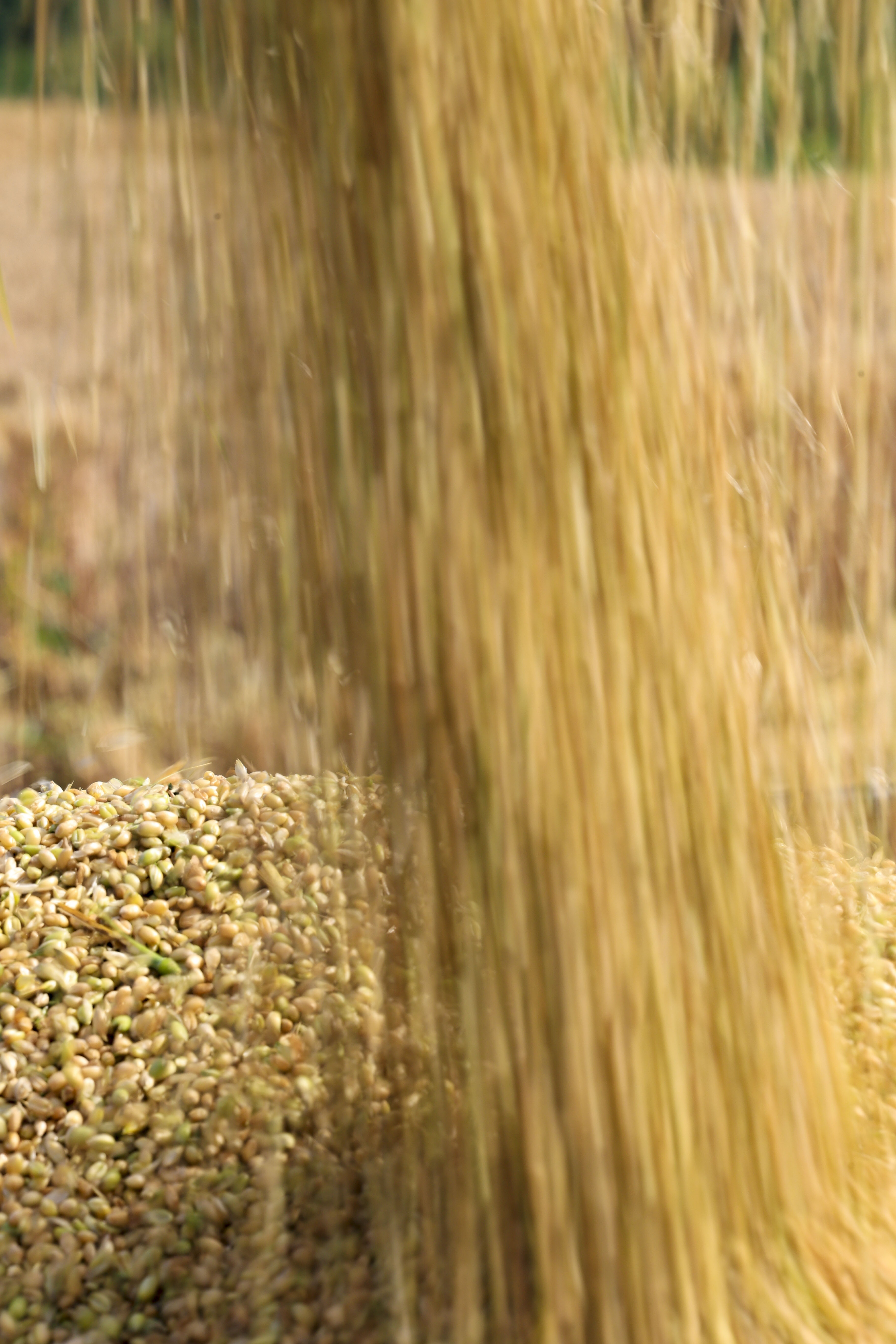 小麦丰收的画卷在错水河畔铺展，徐村麦浪滚滚，“丰”景如画