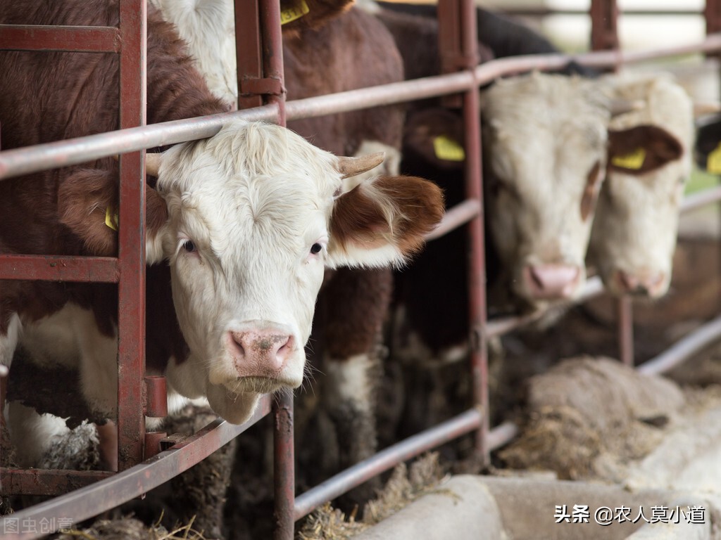 现在在农村养牛好还是养羊好,农村养牛或养羊哪个疾病少效益高