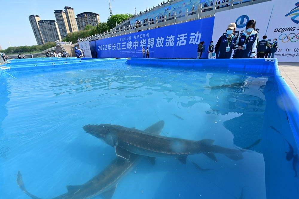 江豚回归禁渔带来长江种群新变化,长江十年禁渔江豚会恢复种群吗