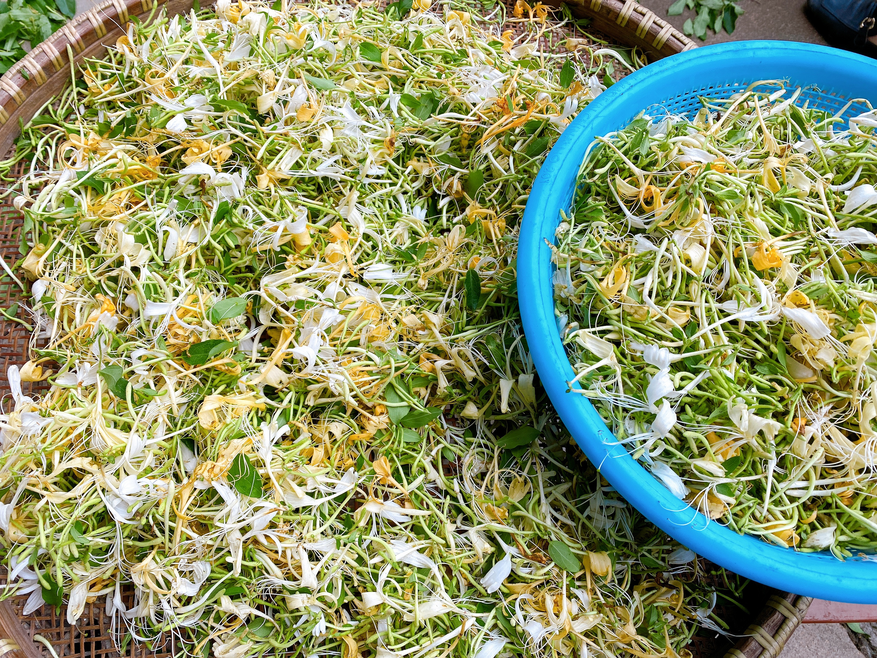 自制金银花茶,金银花茶最好的制作方法