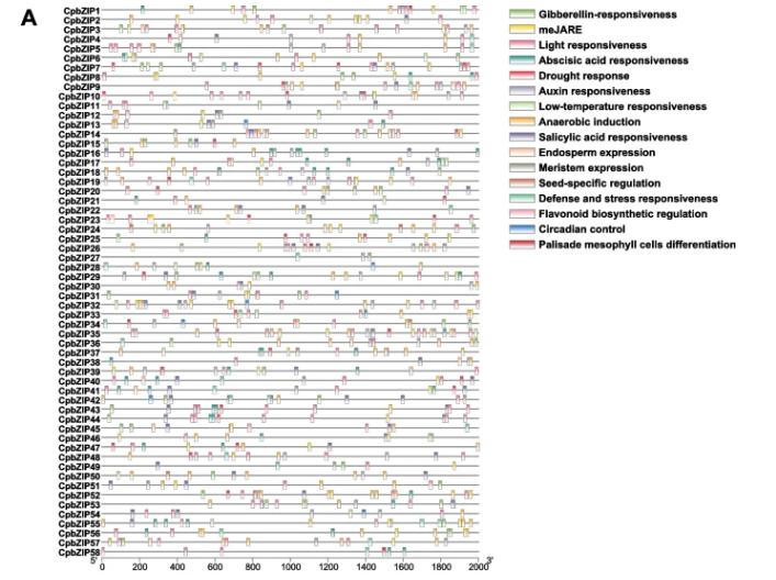 碱性亮氨酸拉链的介入，会对青钱柳根茎发育产生多大影响？