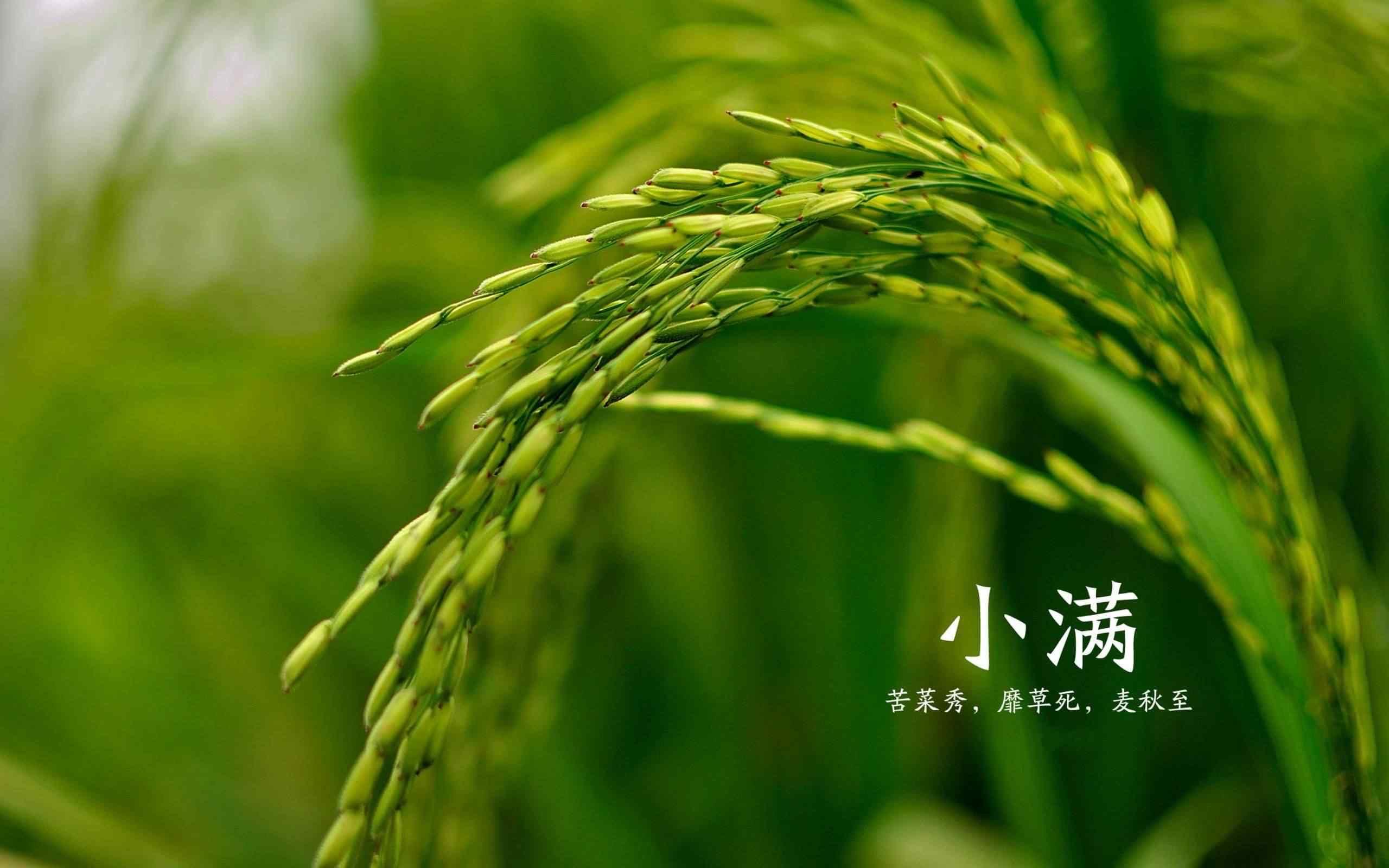 关于小满节气的古诗词赏析,小满节气古诗词欧阳修