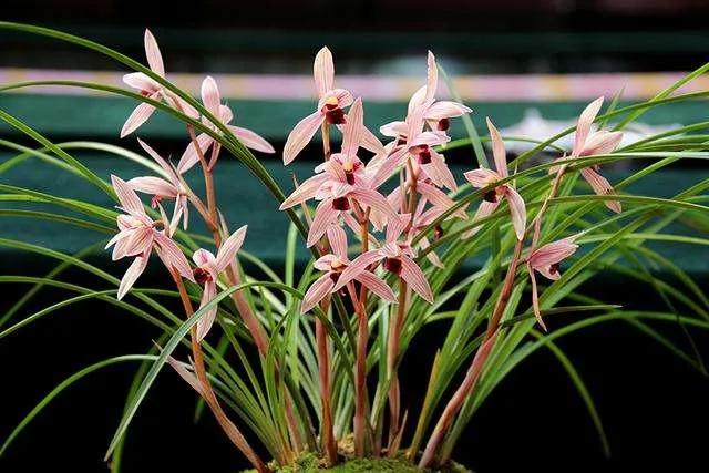 兰花品种大全四川,兰花品种鉴别方法