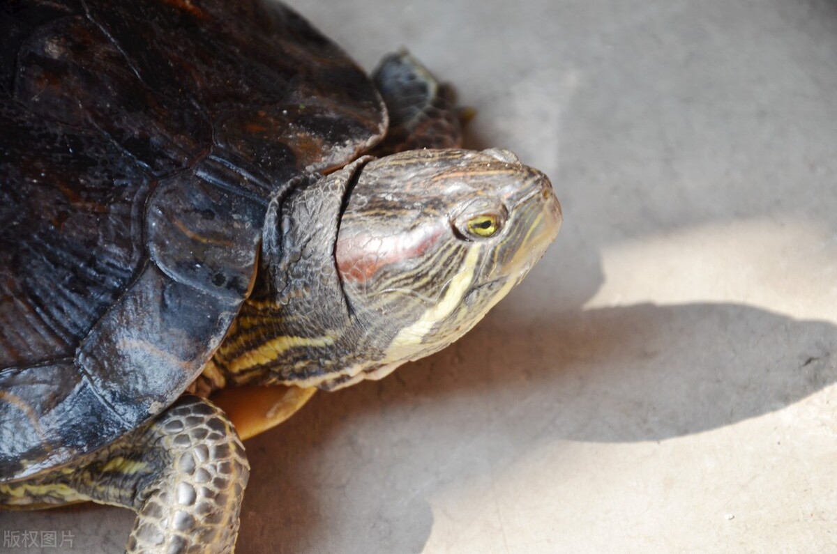 小巴西龟怎么养才能把它养大,怎么养巴西龟才能把它快速的长大