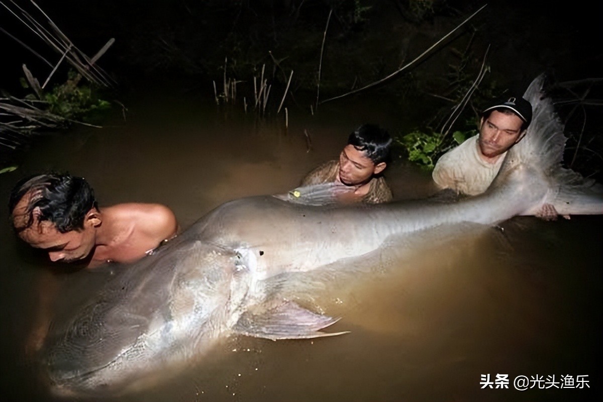 4千斤野生黄鱼被捕捞,巨型鳐鱼被抓到
