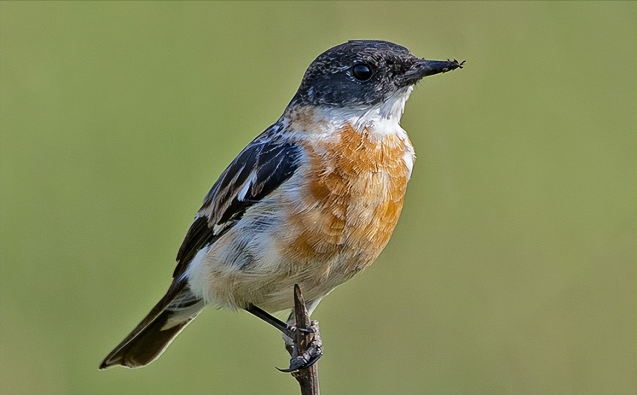 50张最佳鸟类摄影作品,鸟儿大全大图
