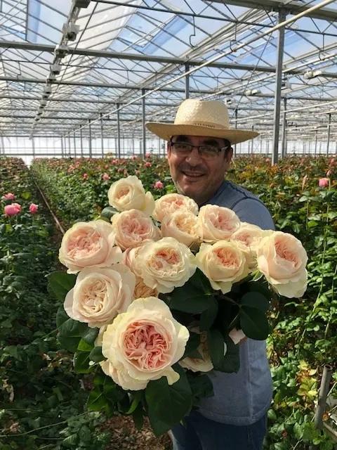 vip花束白玫瑰,vip切花