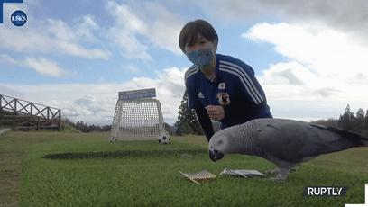 大熊猫成功“预测”日本战胜德国,大熊猫预测四场球赛