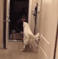 狗狗断甲是不是虐狗,狗狗为何要断尾