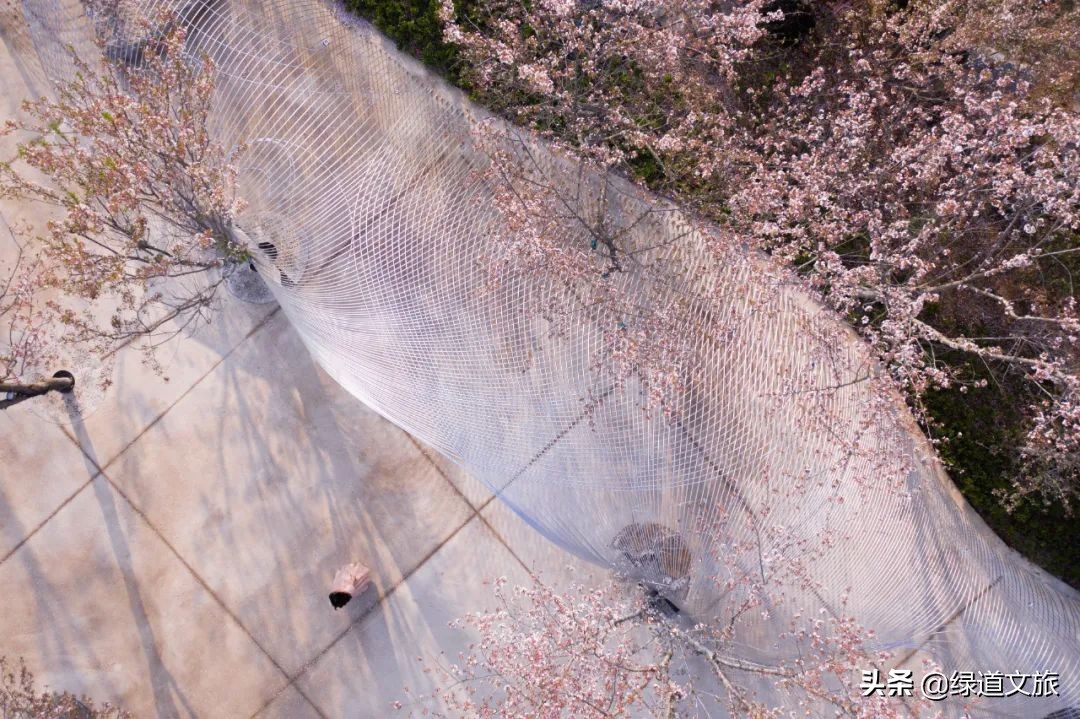 樱花树下的约定字体设计,樱花树下的约定完美国度