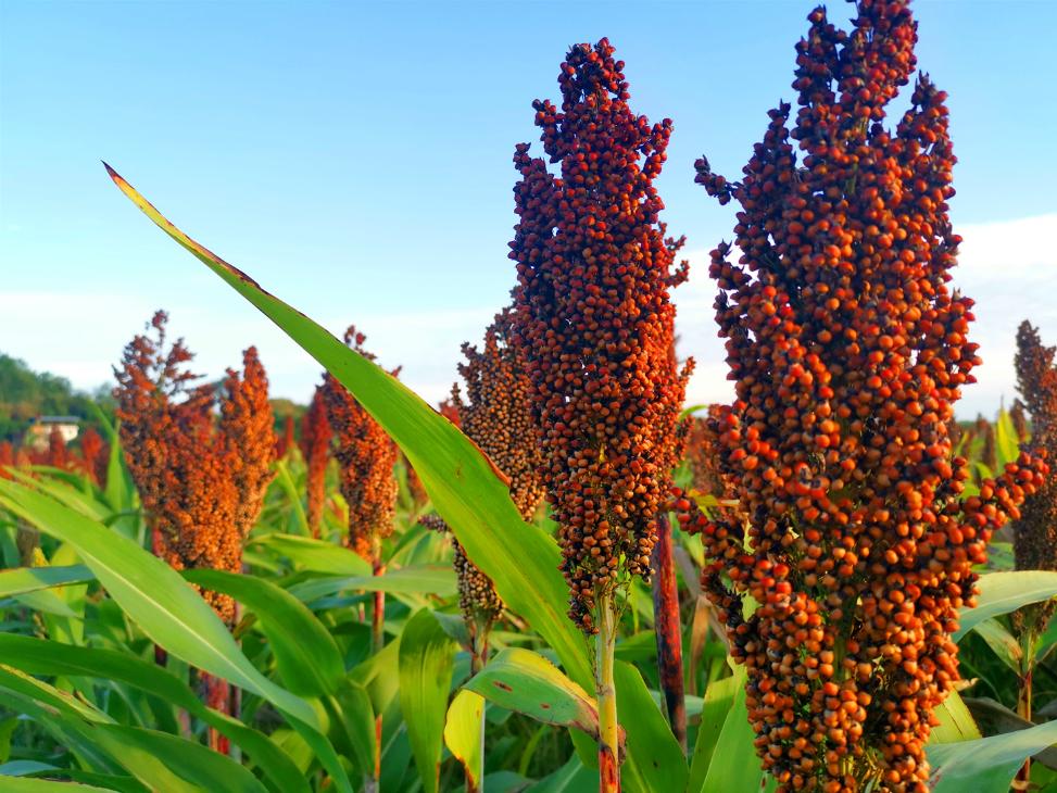 为何网上买的酒比实体店贵,同一款酒太便宜是假酒吗