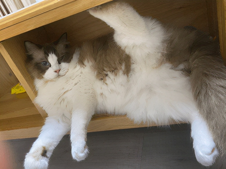 网友：以后我不会再养“布偶猫”了，原因有这几个