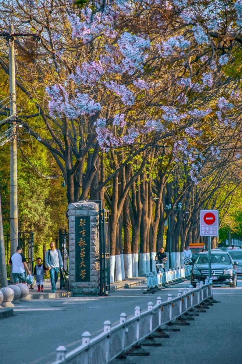 北京林业大学王牌专业就业,北京林业大学顶尖学科