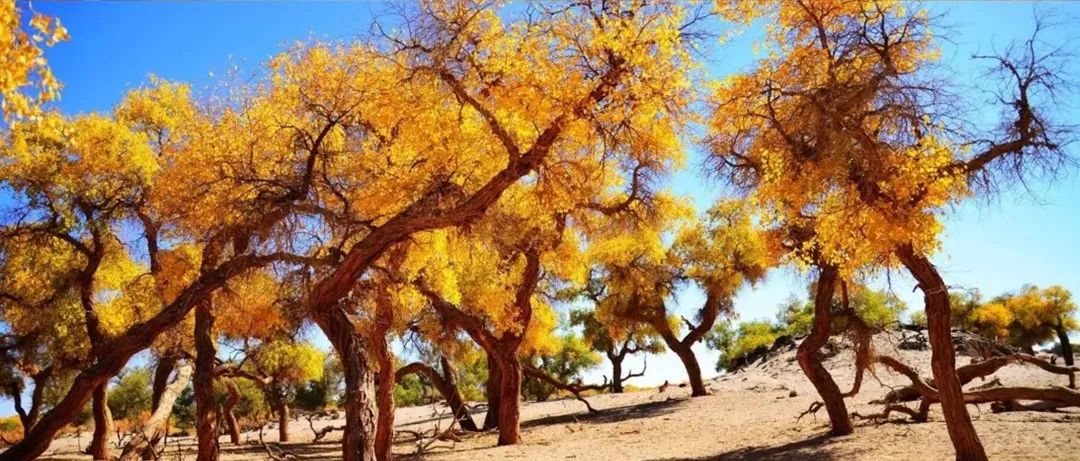 秋季喀纳斯,喀纳斯之秋风景画