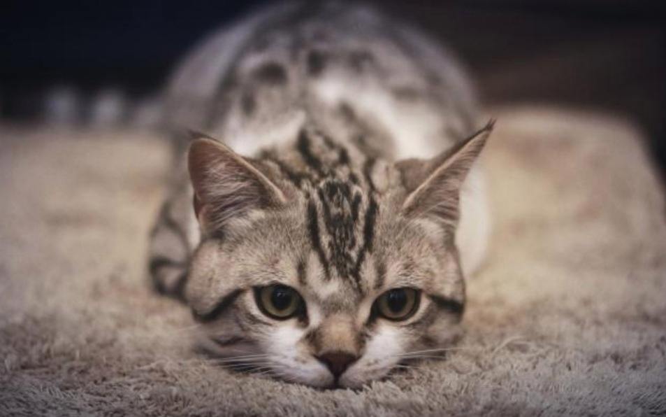 小母猫发情了,作为主人该怎么做呢?