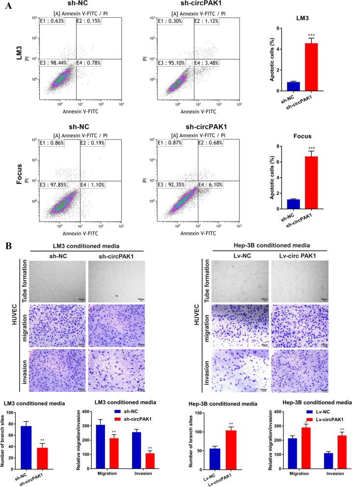 CircPAK1与14-3-3ζ相互作用,调节YAP核定位促进肝细胞癌进展
