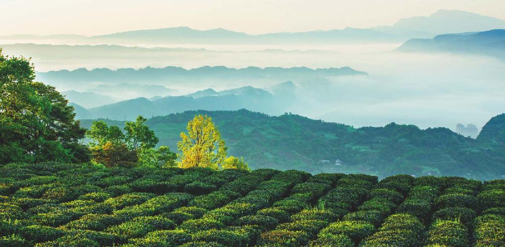 雅安暑假游攻略最佳线路,雅安必玩