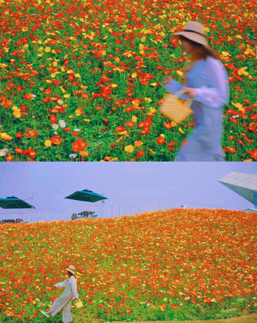 成都白绣球花美景,春天必打卡的樱花海棠花胜地