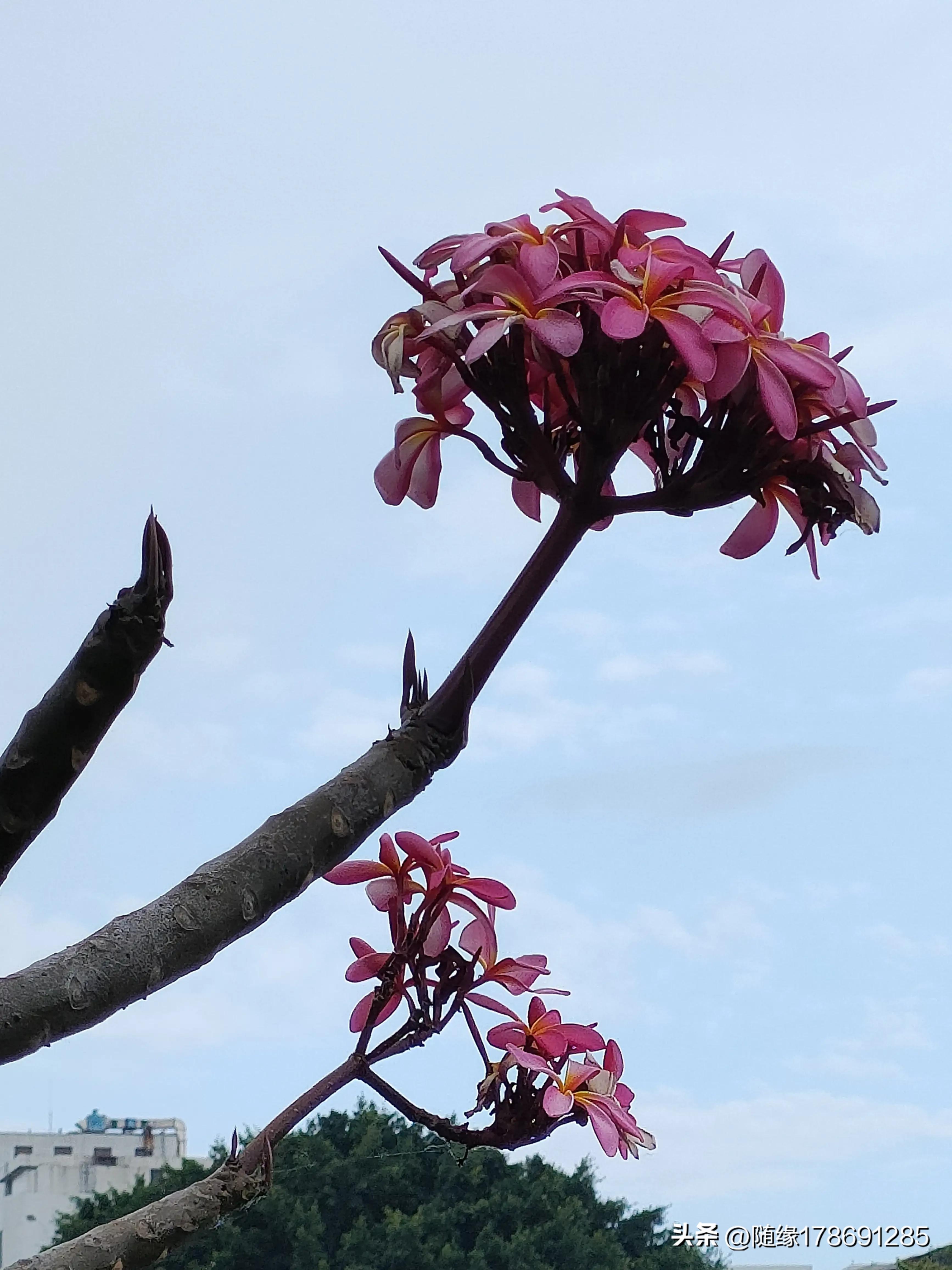 鸡蛋花开,又到了鸡蛋花开的季节