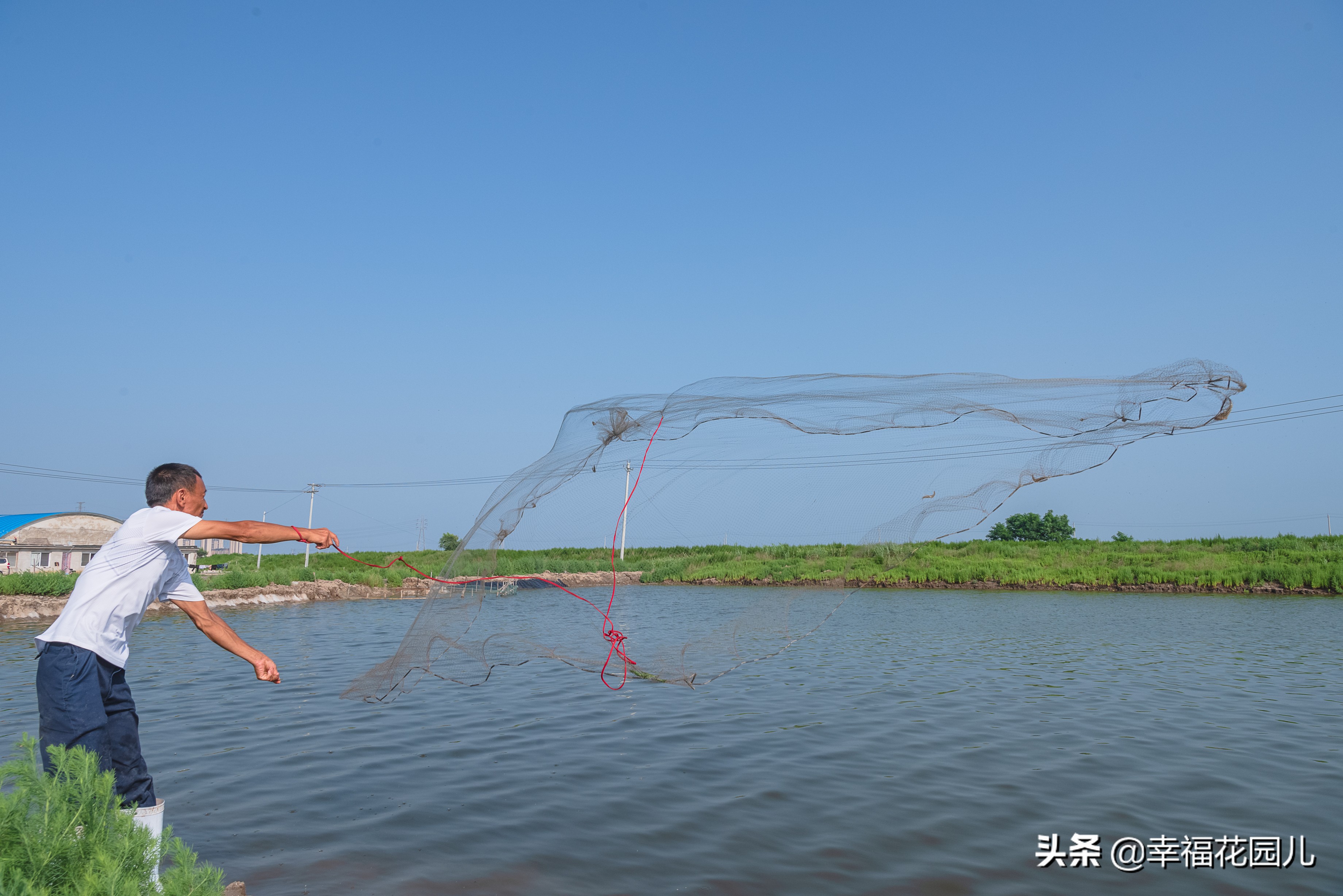 美味河豚有多金贵？养殖就有多娇贵！十里海河豚小镇探秘美食之源