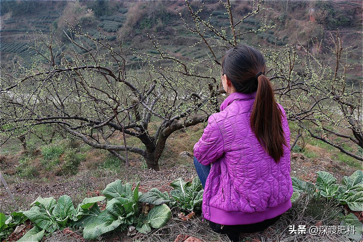 李子树适合什么时候修剪怎么修剪,怎样修剪李子树技术视频教程全集