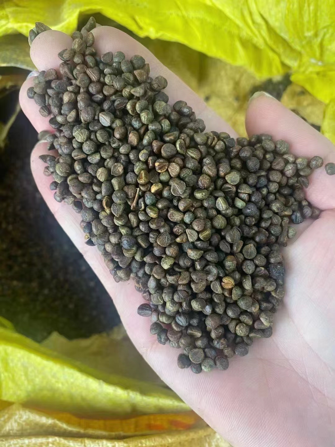 爬山虎种子要泡水吗,爬山虎种子需要浸泡多久