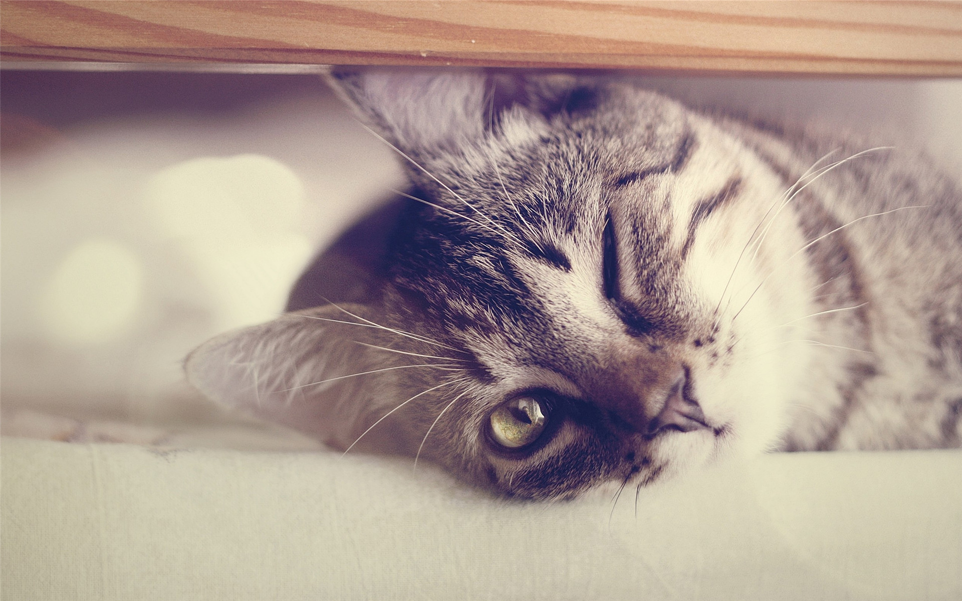 3+1篮球赛招募令,招募令第二轮