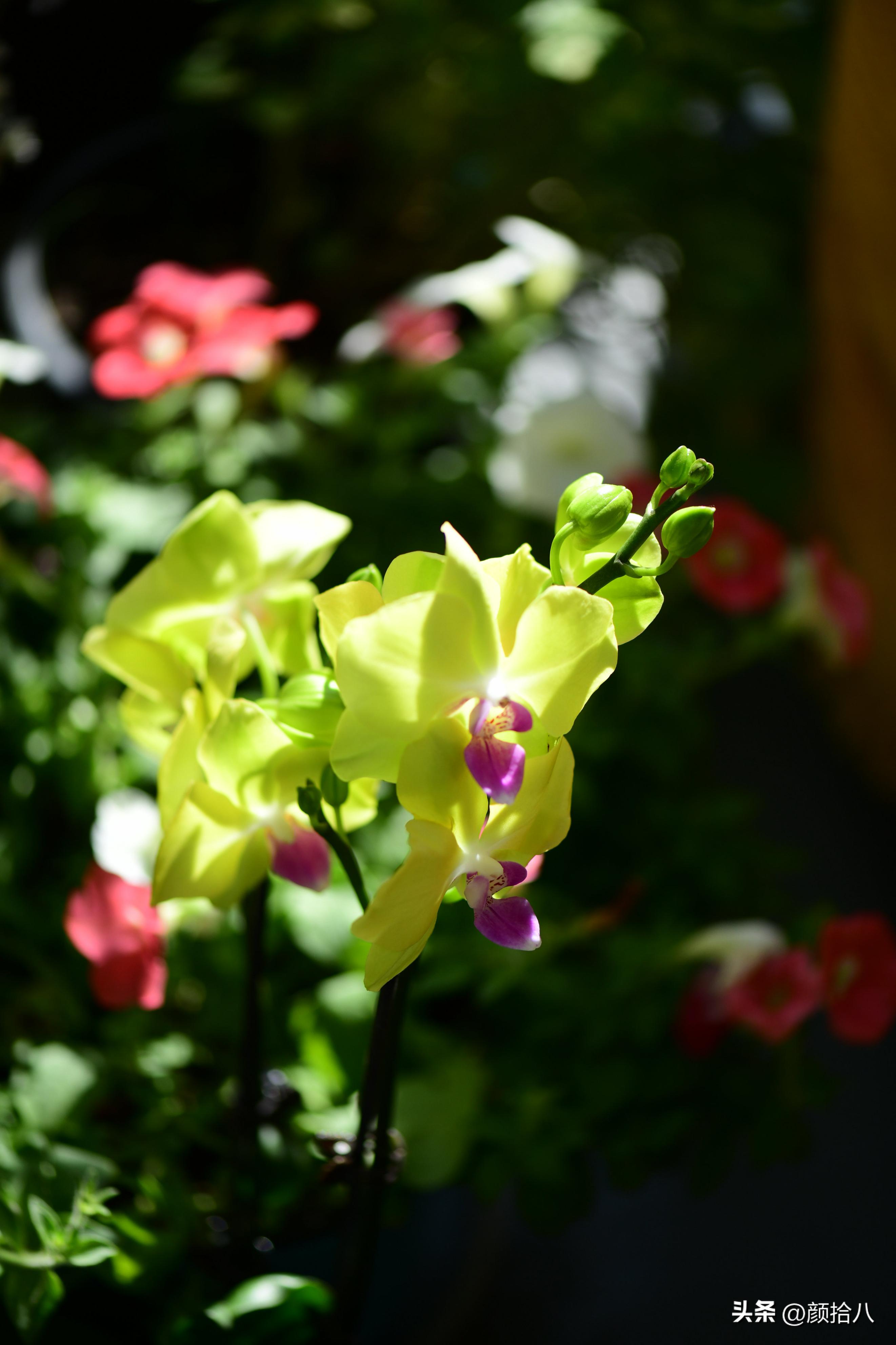天冷怎么注意植物冻死,植物怕冷怎么过冬