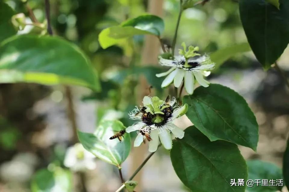 黄金百香果，“钦蜜9号”，百香果中的“爱马仕”，至爱非你莫属