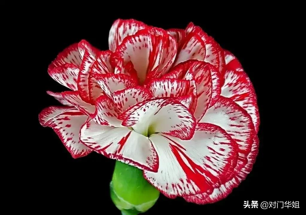 不朽的母爱,不朽的母爱全文