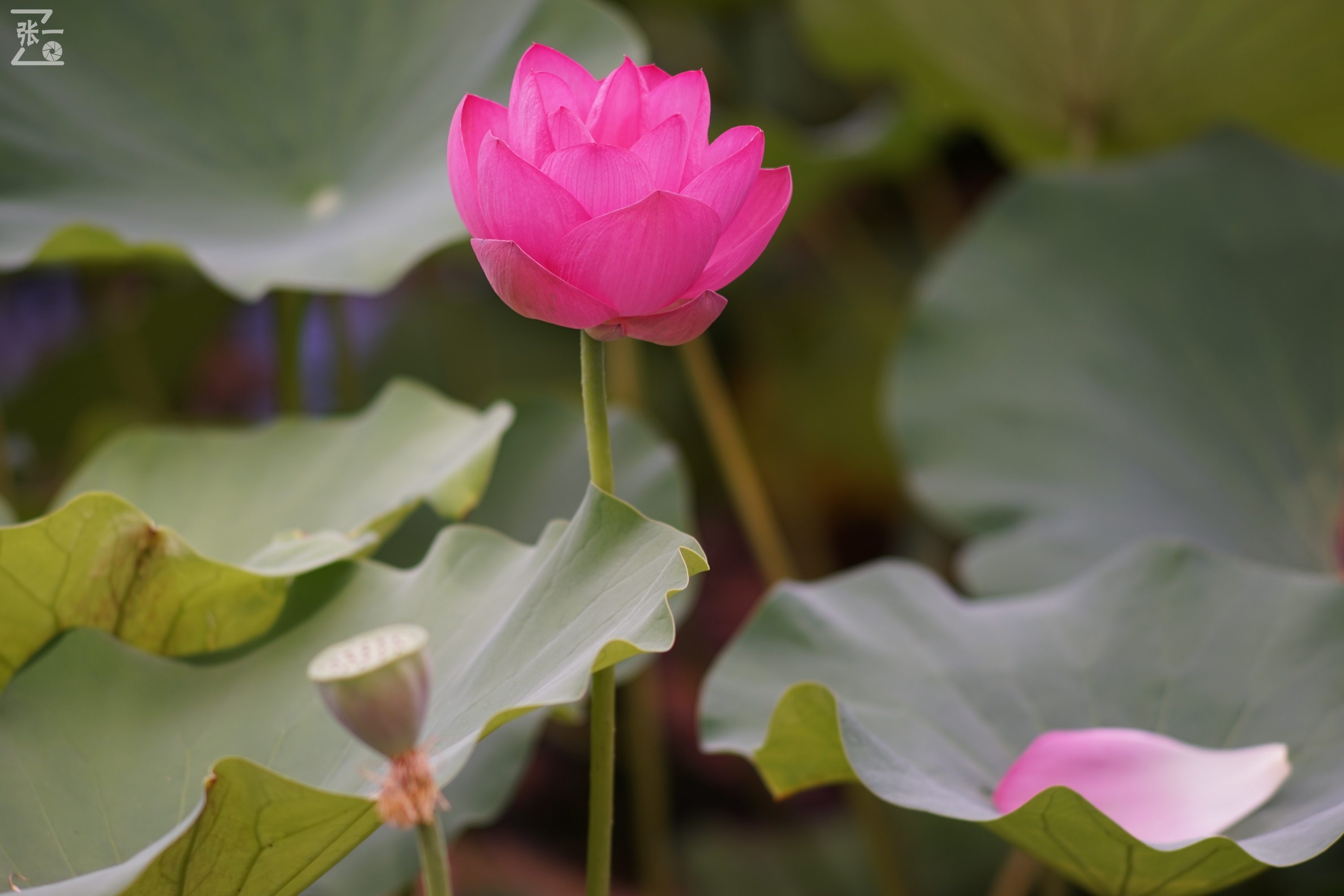 老款olympus微单拍摄技巧,日本olympus镜头