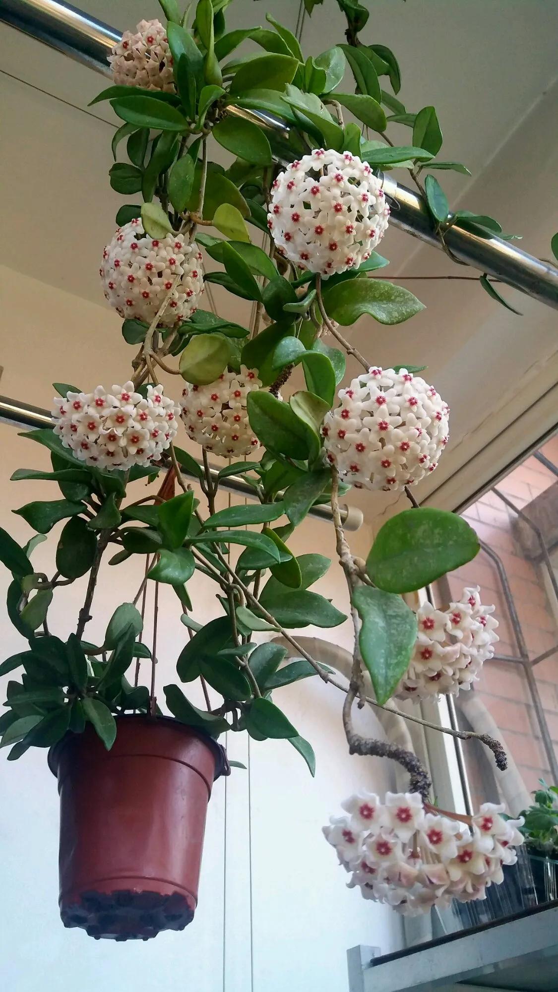 球兰花盛开瞬间,球兰花开完整版