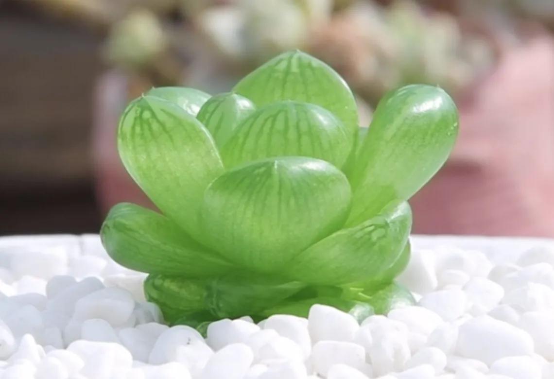 玉露怎么防止徒长,玉露闷养的正确方法