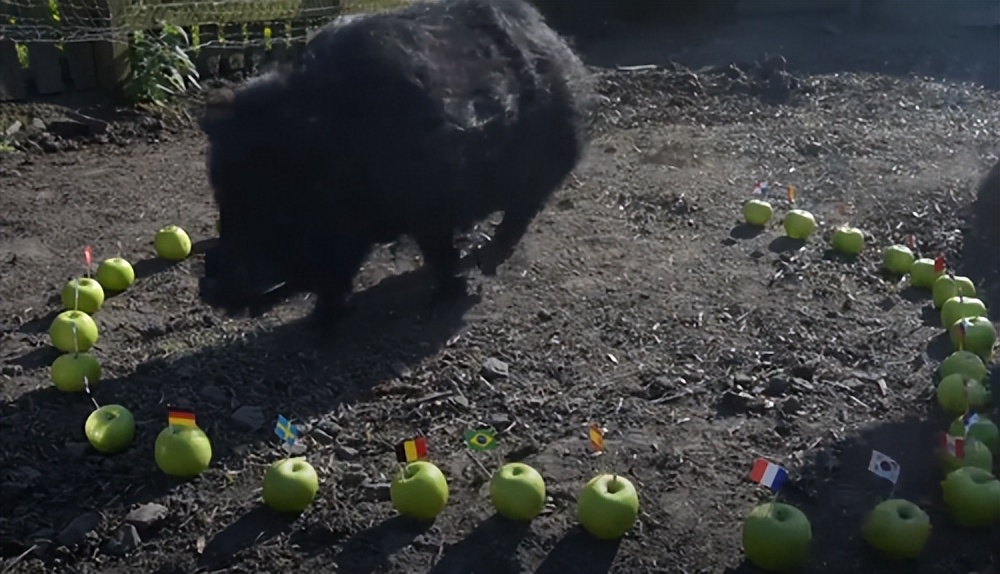 大熊猫成功“预测”日本战胜德国,大熊猫预测四场球赛