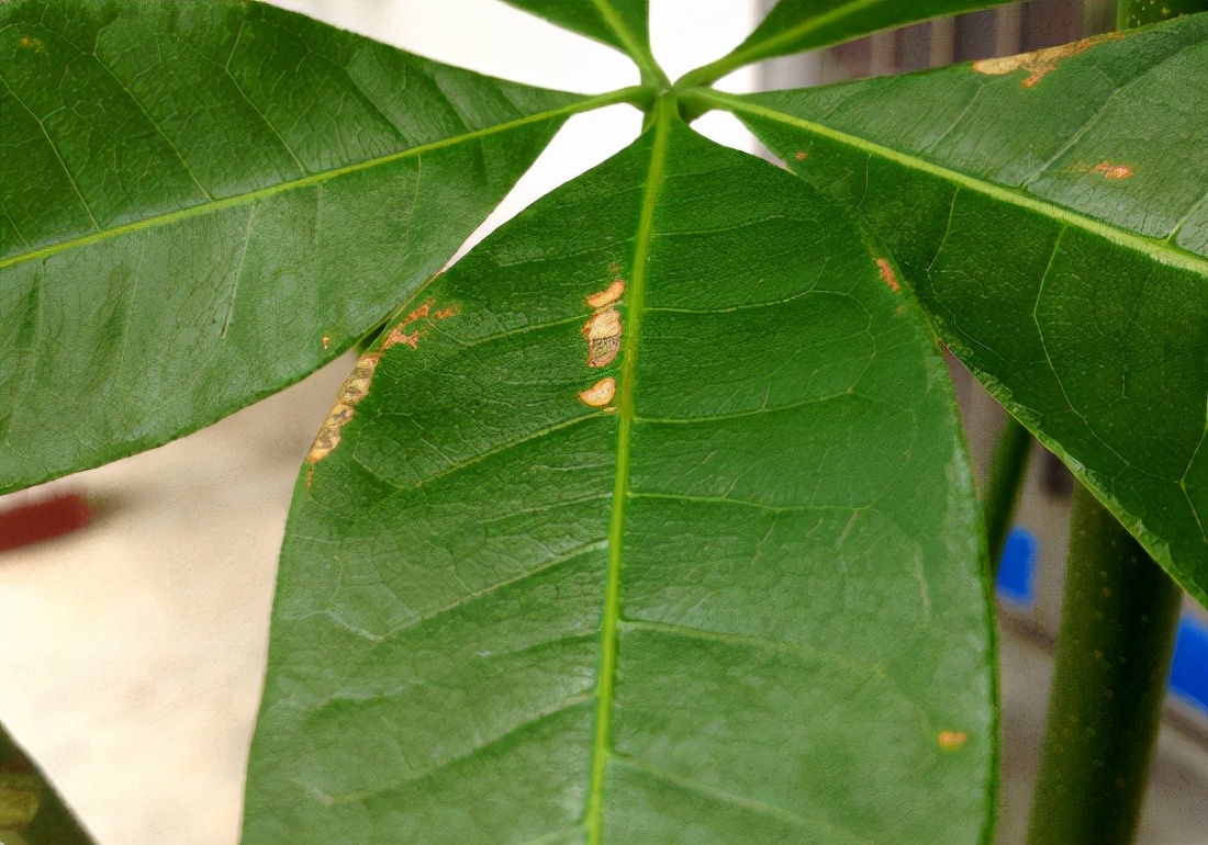 发财树叶子生病虫害打什么药,发财树有病虫害怎么处理